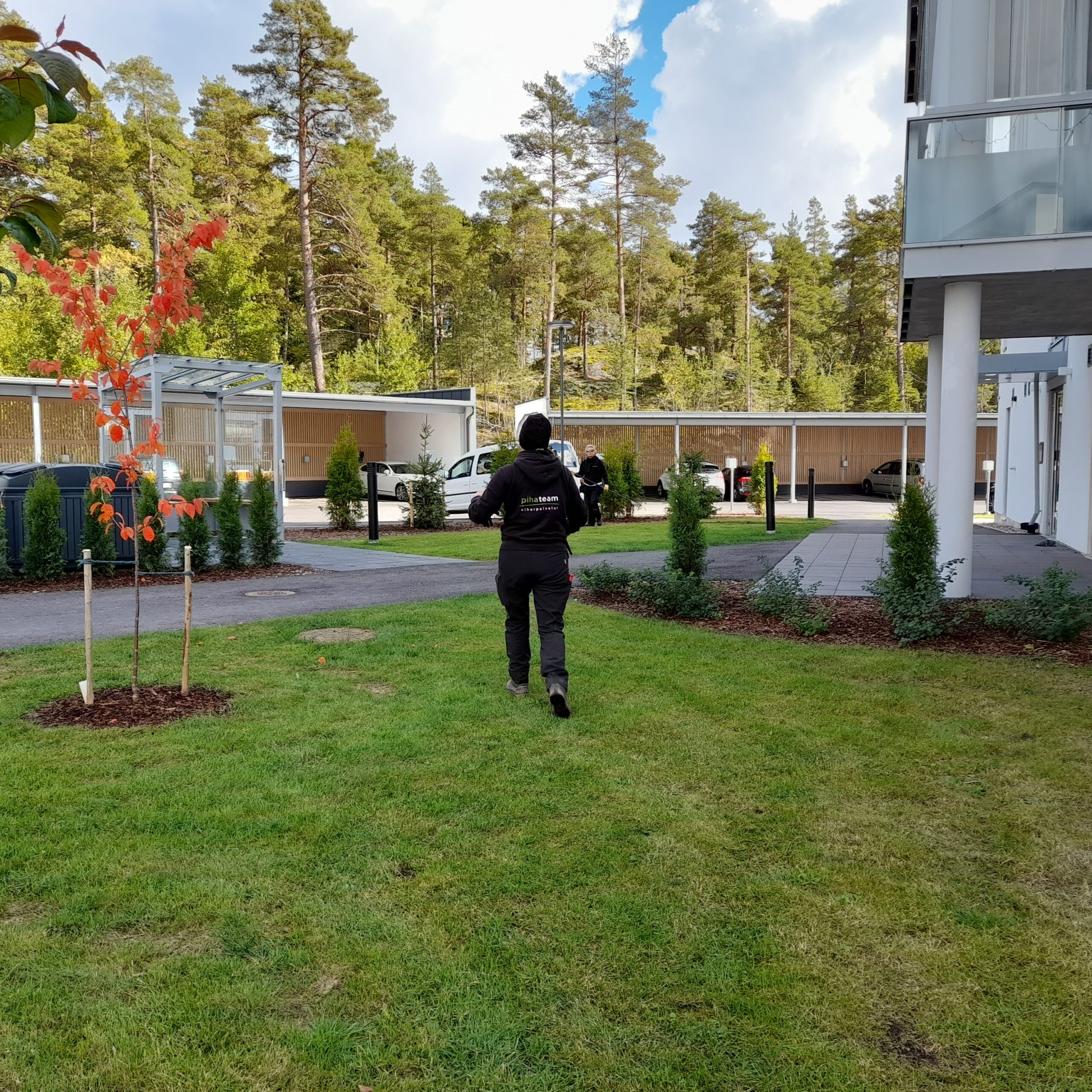 Puutarhuri hoitamassa taloyhtiön pihalla puita, nurmikkoa ja tuija-aitaa.