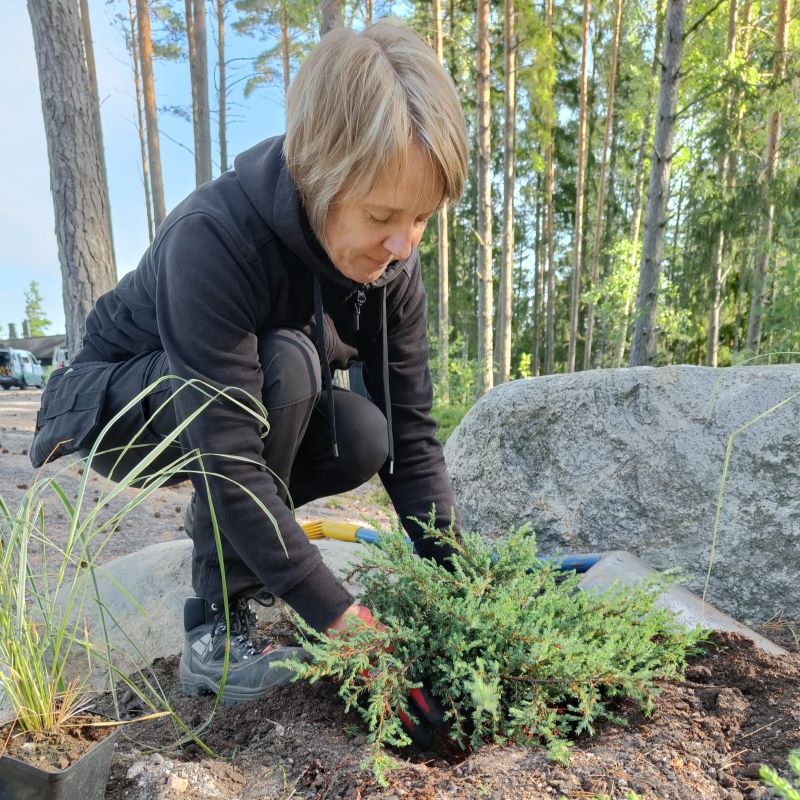 Puutarhuri istuttamassa katajaa isututuskuoppaan.